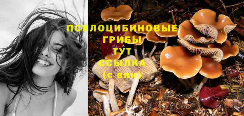 Псилоцибиновые грибы Cubensis  Никольское 